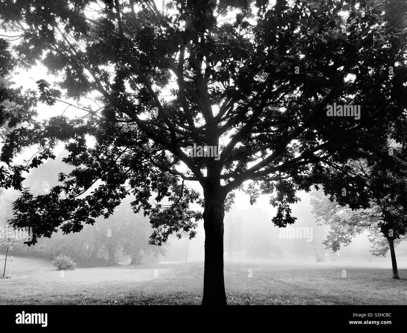 Foggy morning in B&W, a London-fog-like scene in Ontario, Canada. Concepts: tranquility, haze, peace, monochrome, mystery, calm. Stock Photo