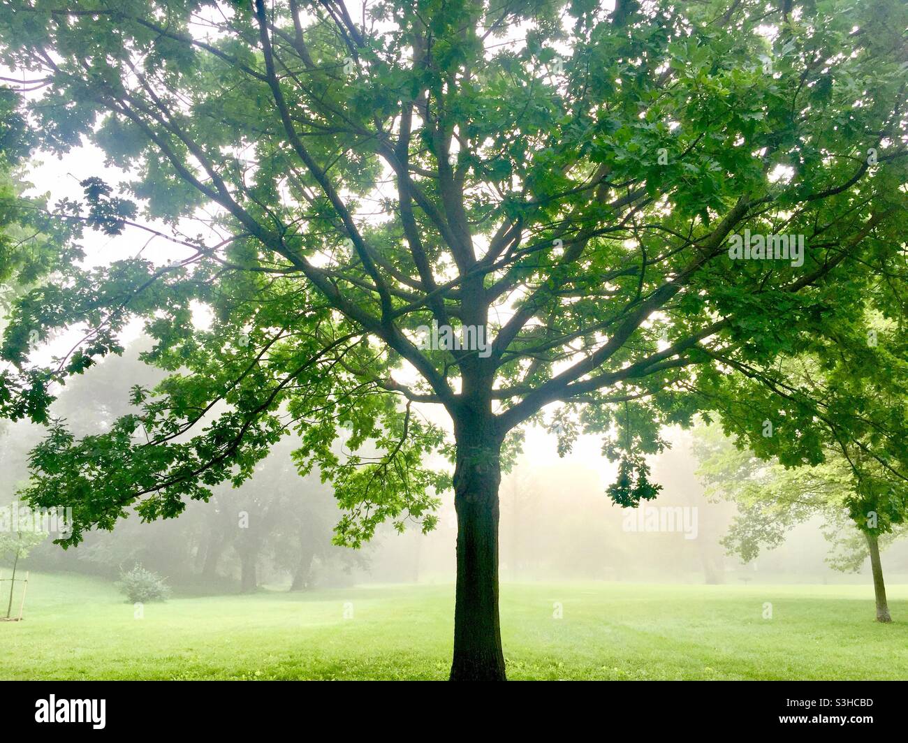London fog in a lovely park, Ontario, Canada. Concepts: tranquility, mist, morning, freshness, green, outdoors, calm. Not in England. English - Smartphone Captured Stock Image
