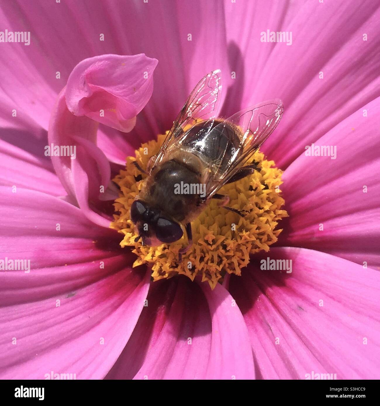 Wings bee hi-res stock photography and images - Alamy