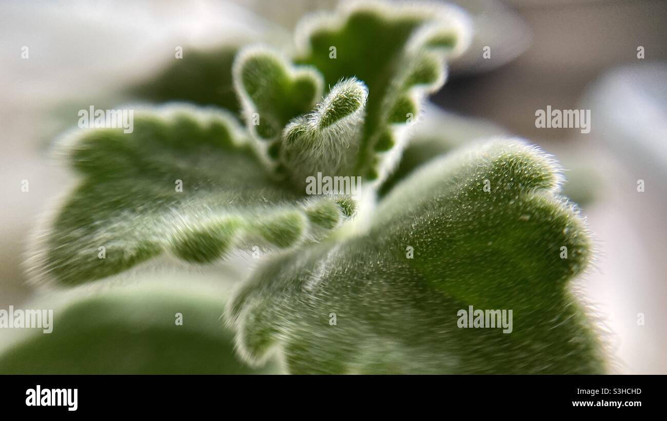 Detail of a green Vaporub plant. Stock Photo