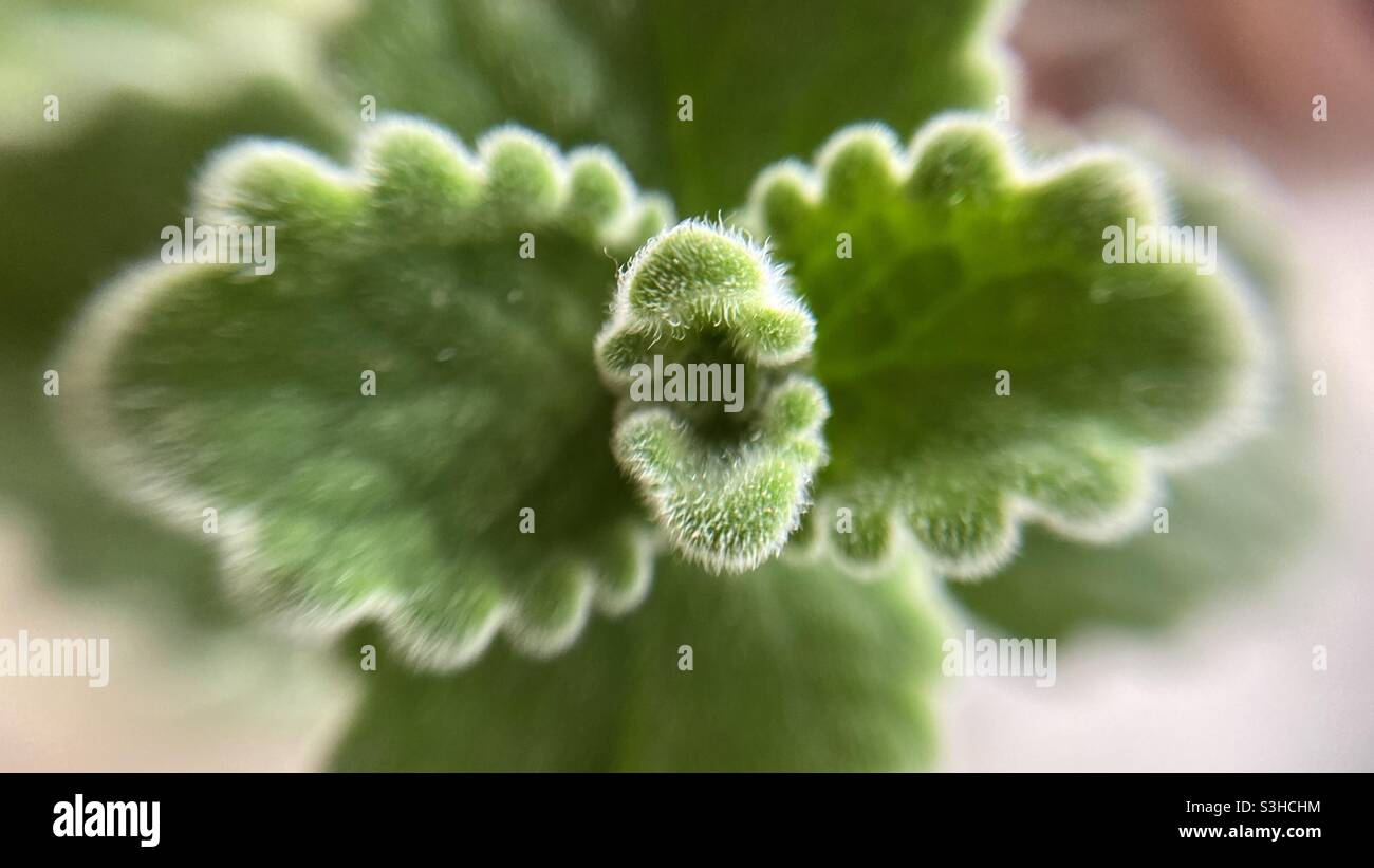 Detail of a young and green Vaporub plant Stock Photo