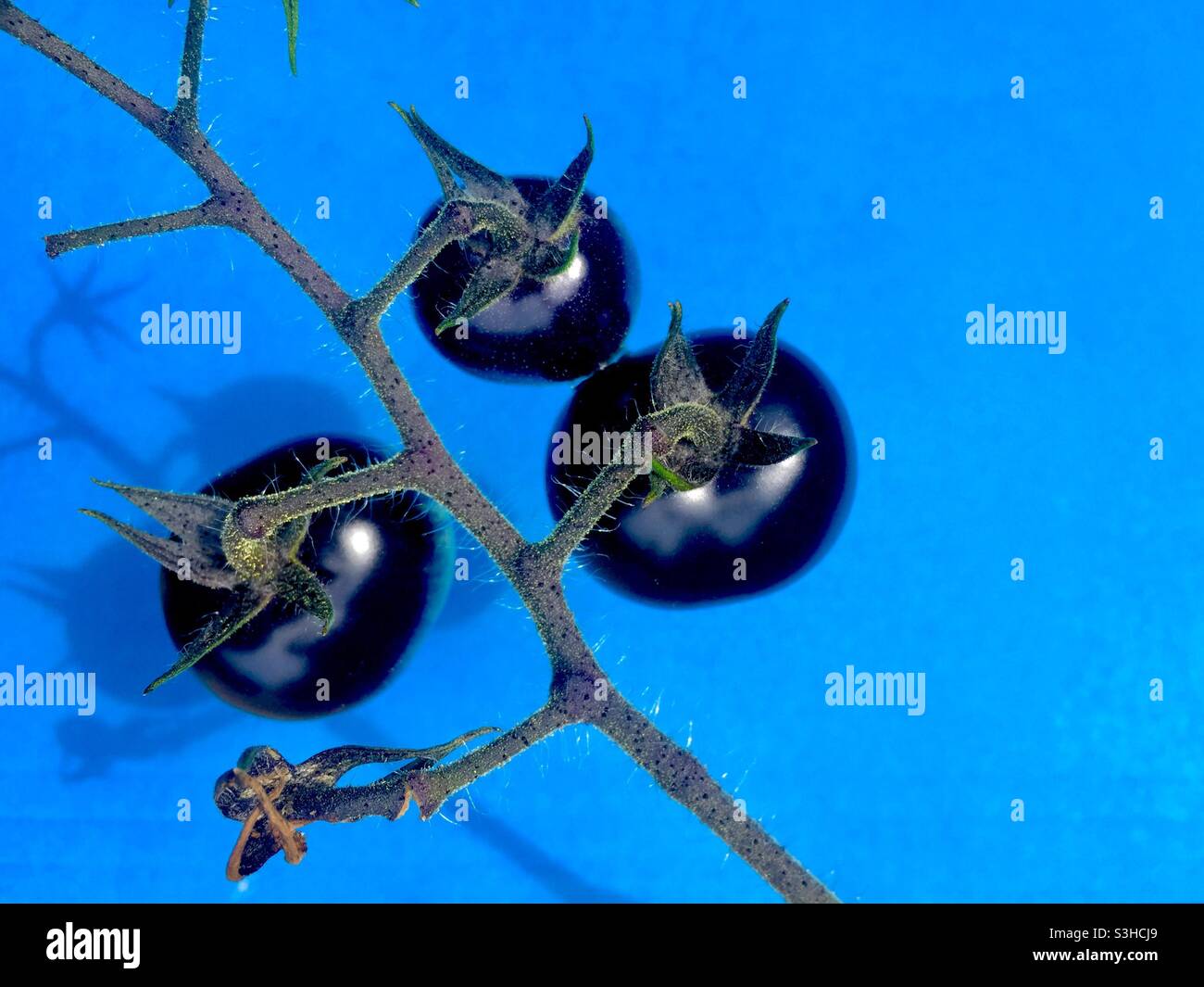Three heritage Black Cherry tomatoes on a blue background. Latin name: Solanum lycopersicum. Difficult to find, black skinned, purple-black, sweet. - Smartphone Captured Stock Image