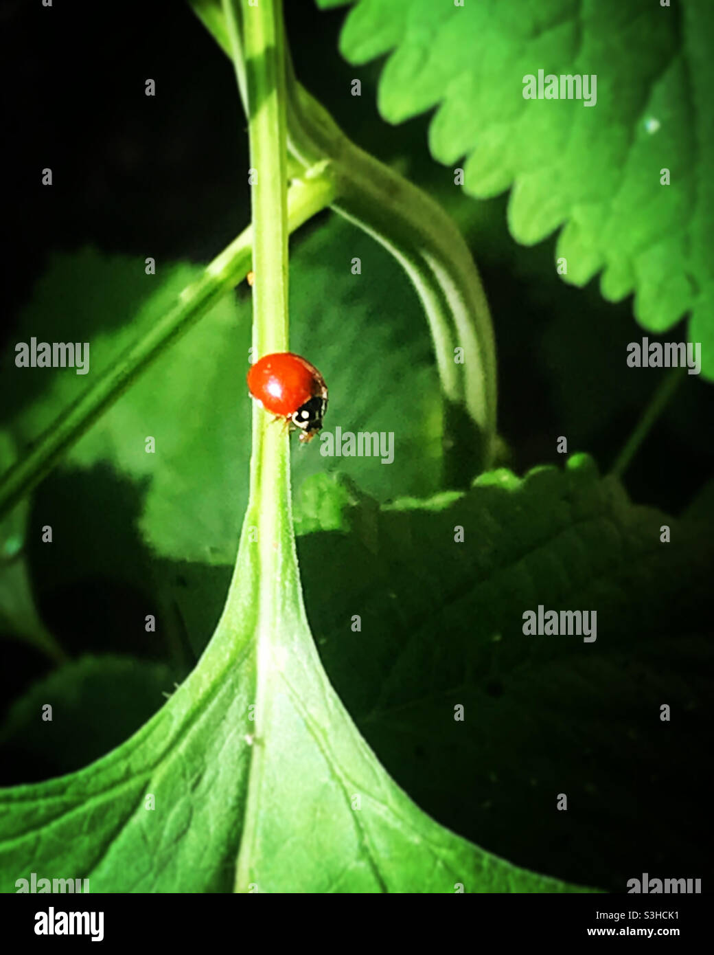 A ladybug perches on a green leave in a forest in Mexico - Smartphone Captured Stock Image
