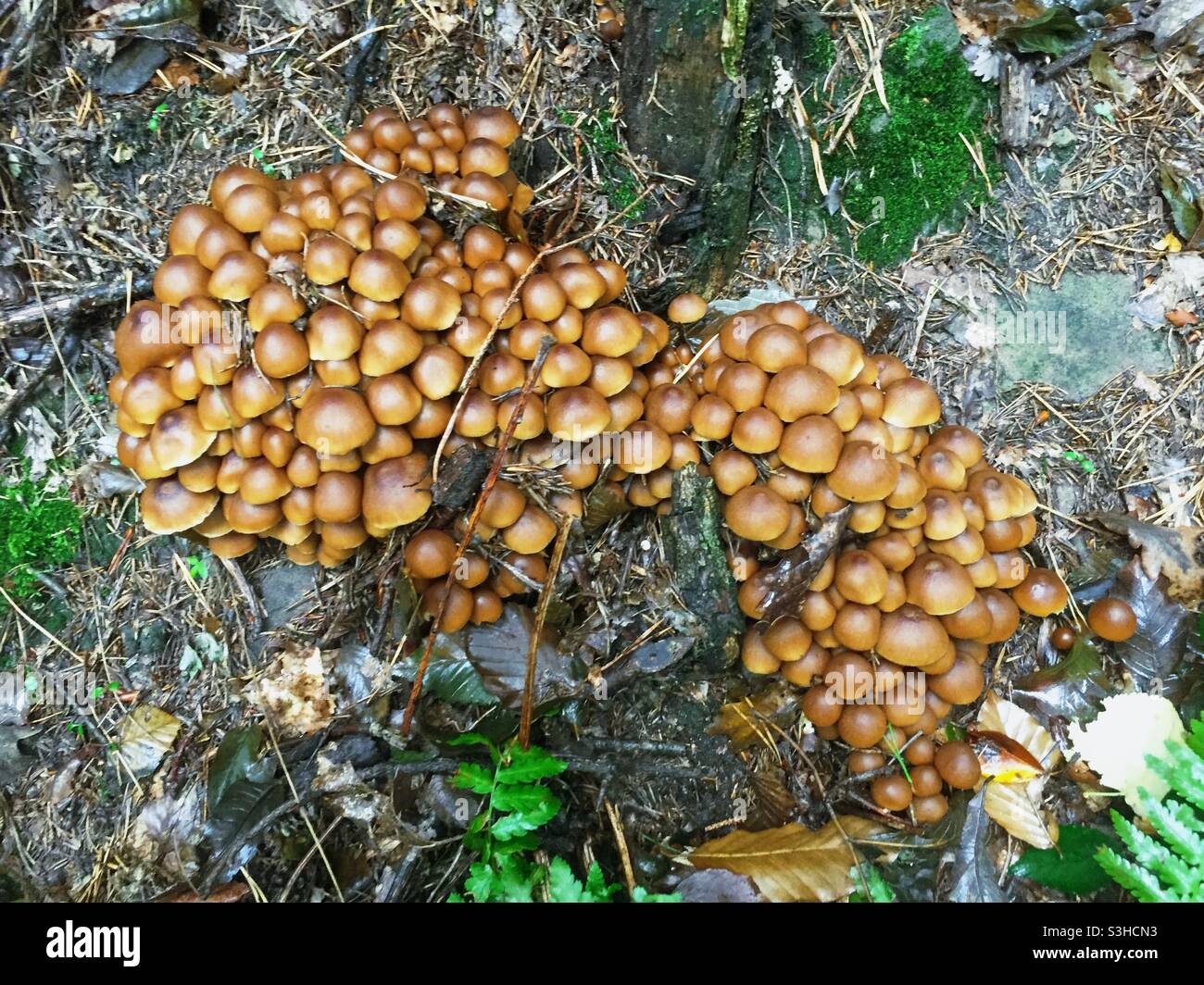 Many small mushrooms in a forest - Smartphone Captured Stock Image