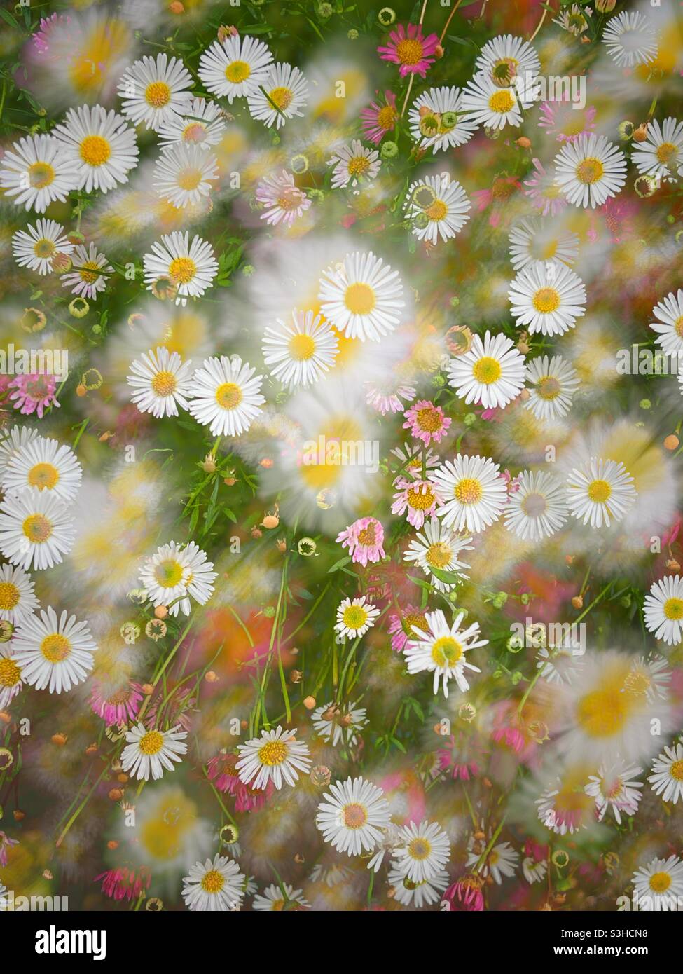 Wild flowers & daisys Stock Photo
