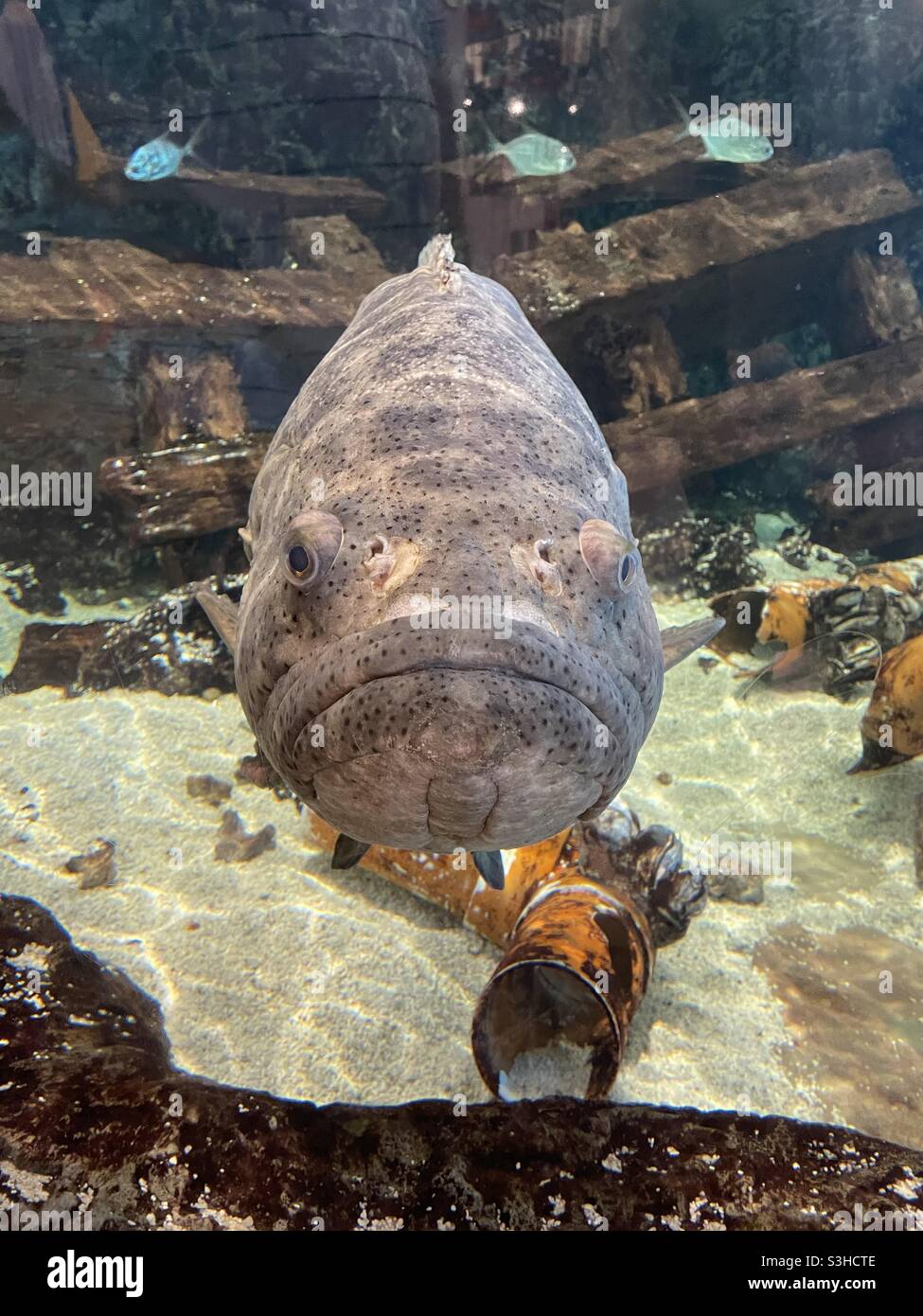 Large rock fish looking directly into the camera Stock Photo