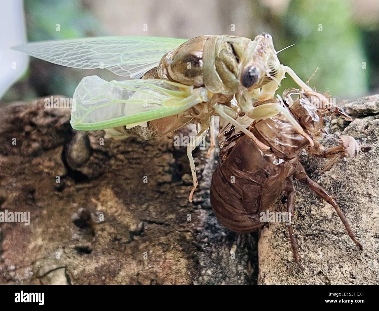 Cicada molting Stock Photo