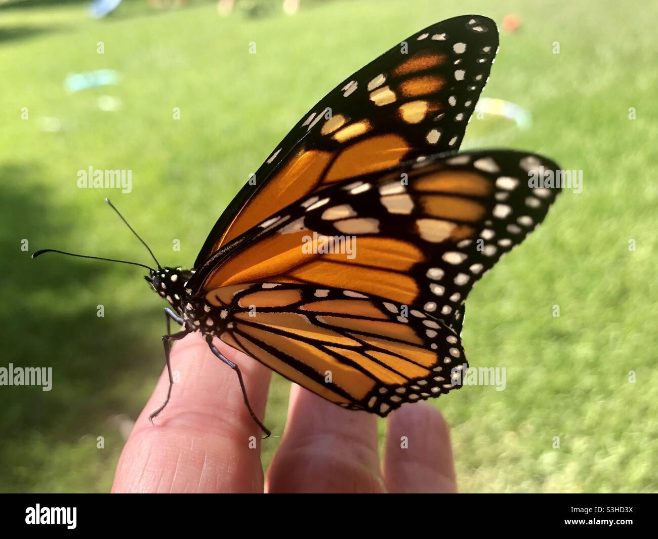 Monarch butterfly on a woman’s finger Stock Photo