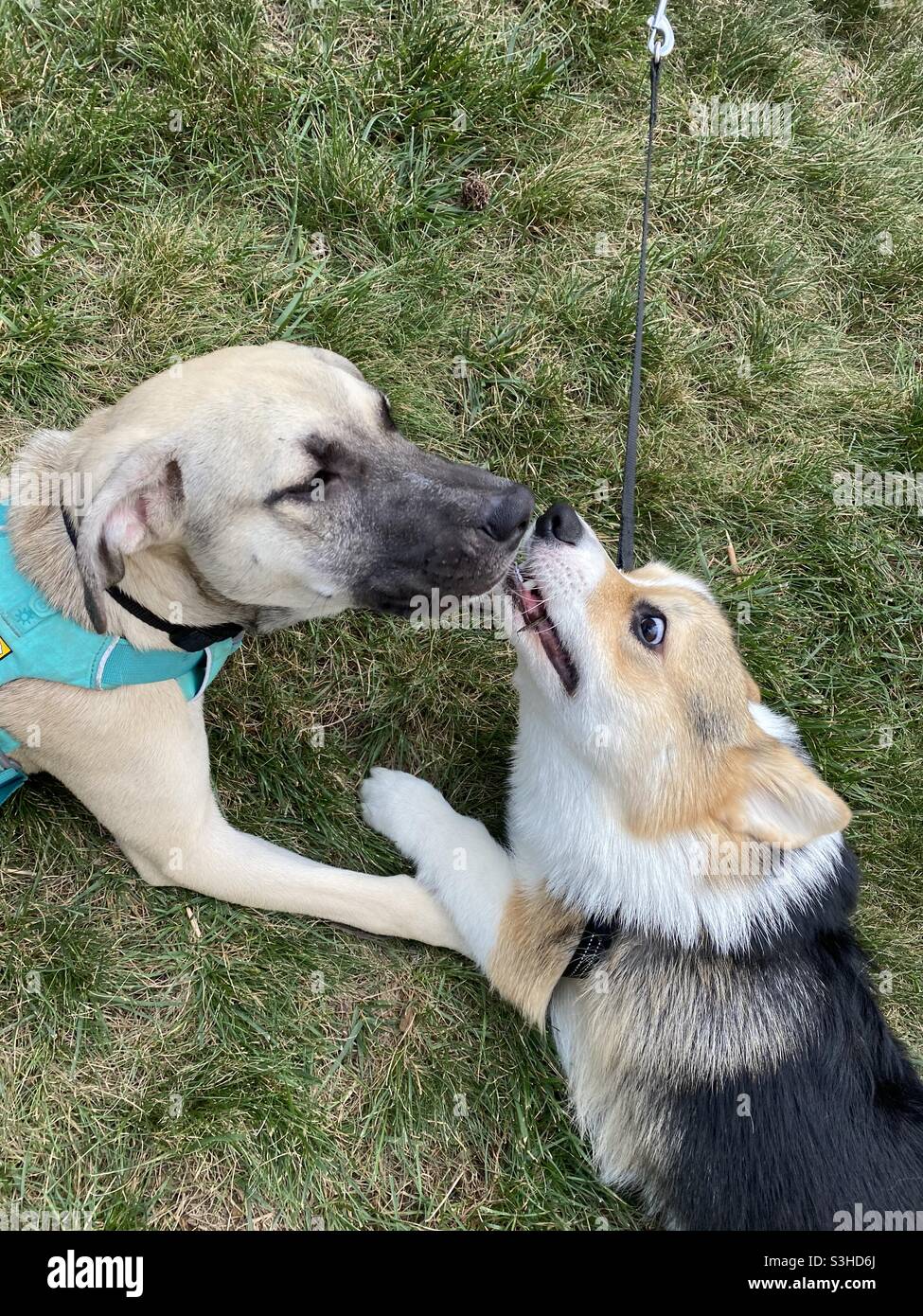 Best friends forever. - Smartphone Captured Stock Image Best friends forever. - Smartphone Captured Stock Image