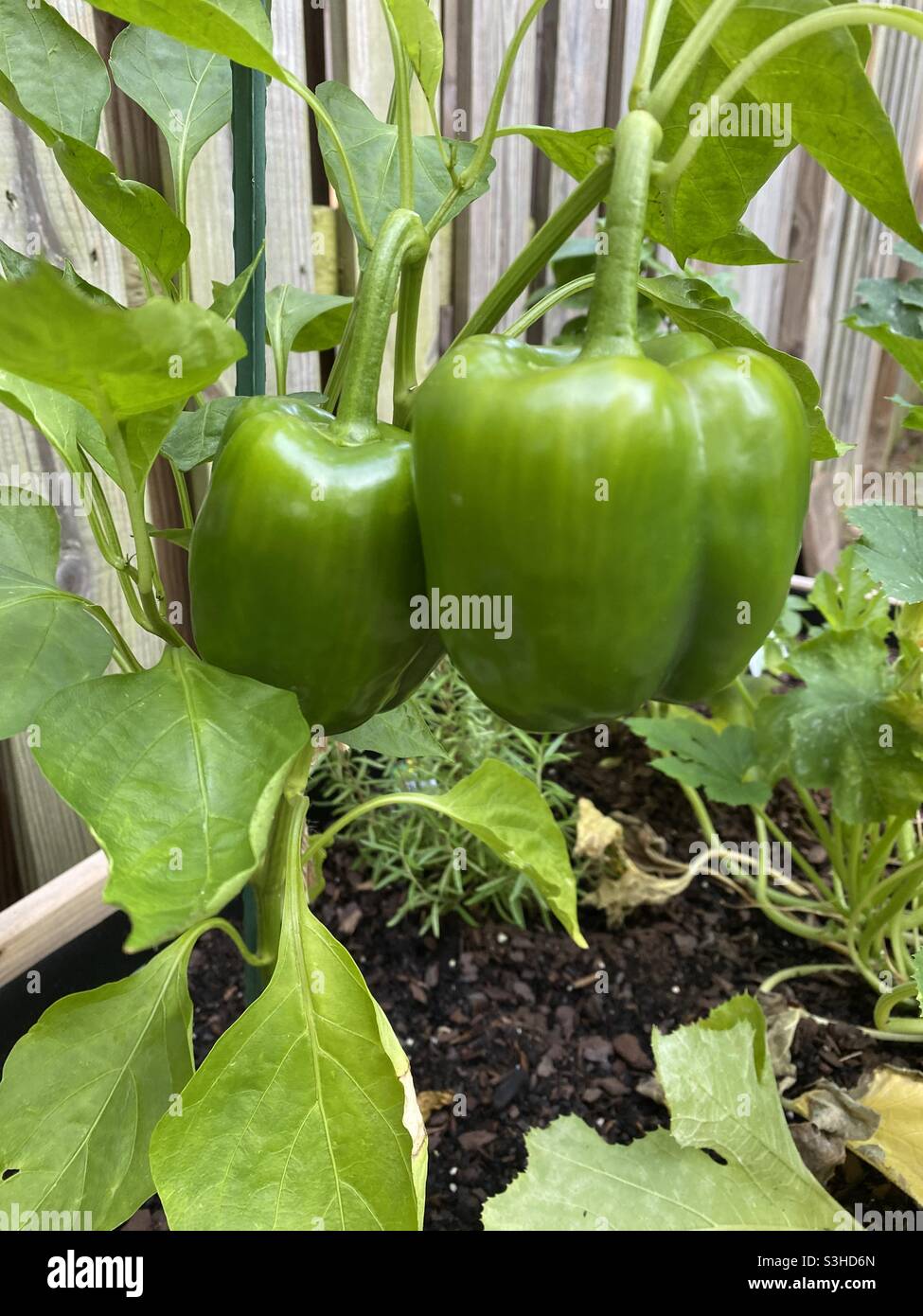 Bell peppers in garden hi-res stock photography and images - Alamy
