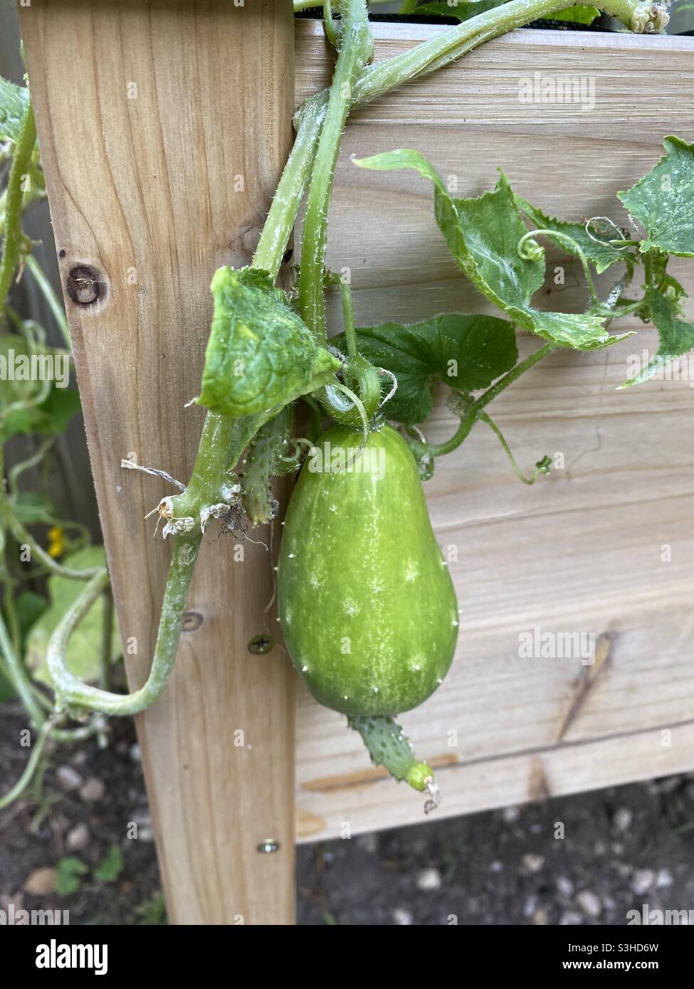 A funny shaped cucumber grows on the vine in a backyard garden. Stock Photo