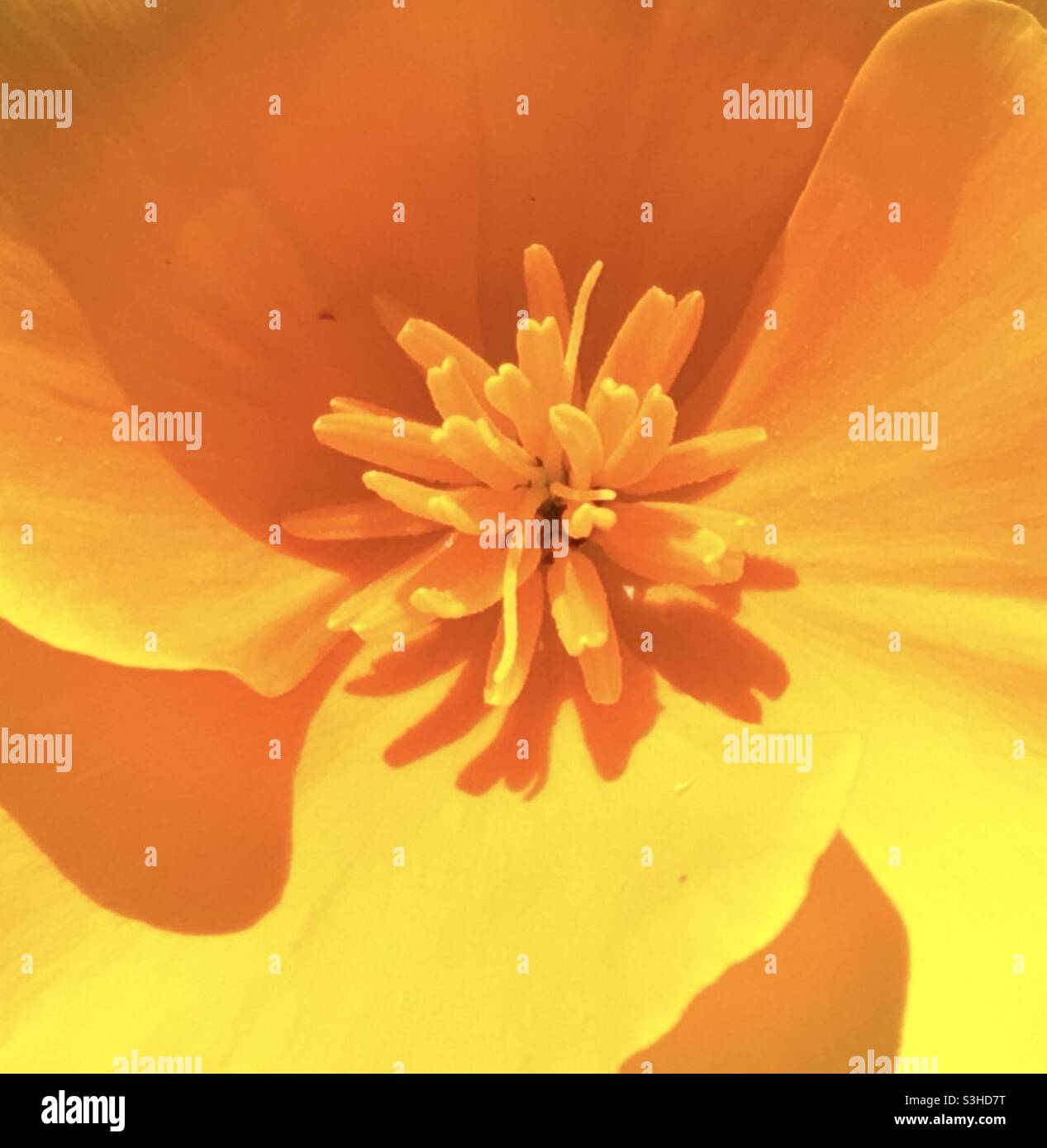 Californian poppy, gold, yellow, colour, glow, joy, uplift, abstract, beauty, style, stylised, flower, nature, macro beauty - Smartphone Captured Stock Image