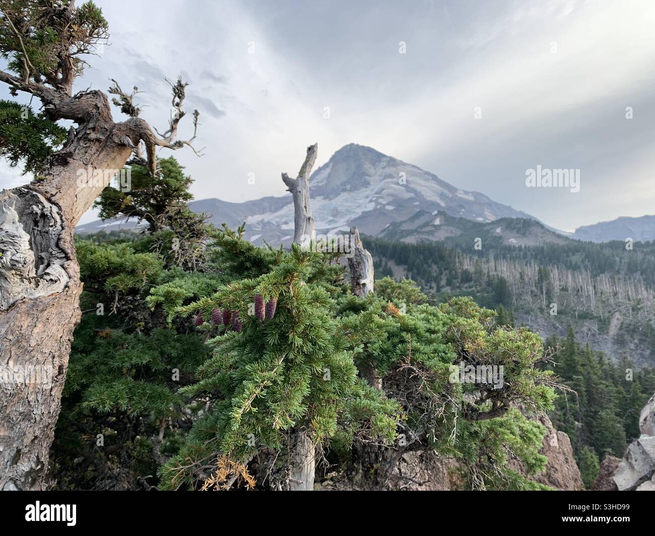 Pacific Northwest volcano Mount Hood located in Oregon as seen from ...