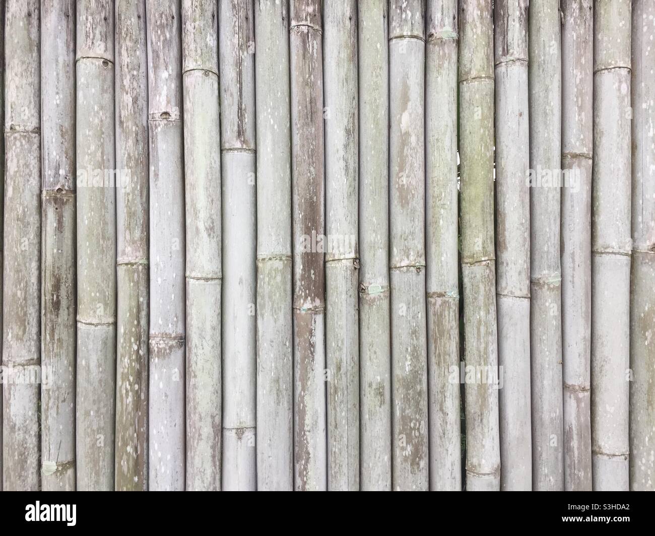 Bamboo texture material pattern Stock Photo - Alamy