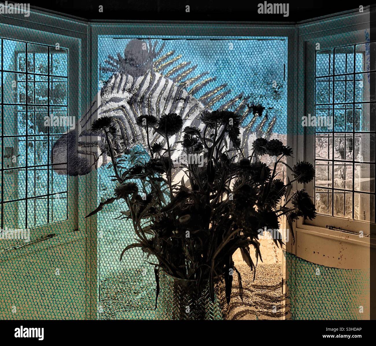 Double exposure - zebra in a garden passing the open window - Smartphone Captured Stock Image