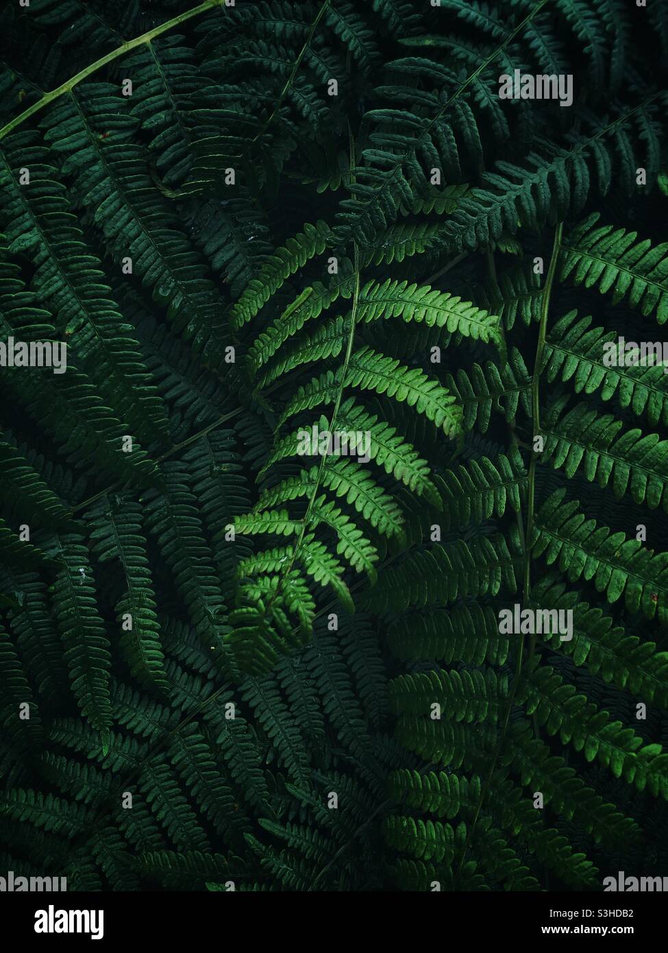 Lush dark green ferns and fronds foliage in a jungle on nature background image with copy space - Smartphone Captured Stock Image