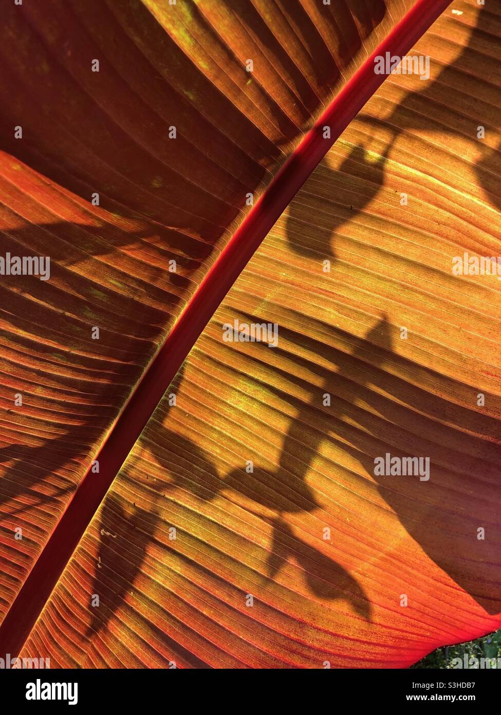 Shadows cast on a banana leaf Stock Photo