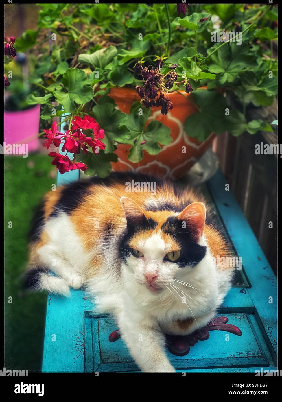 Calico cat lying on outside table Stock Photo