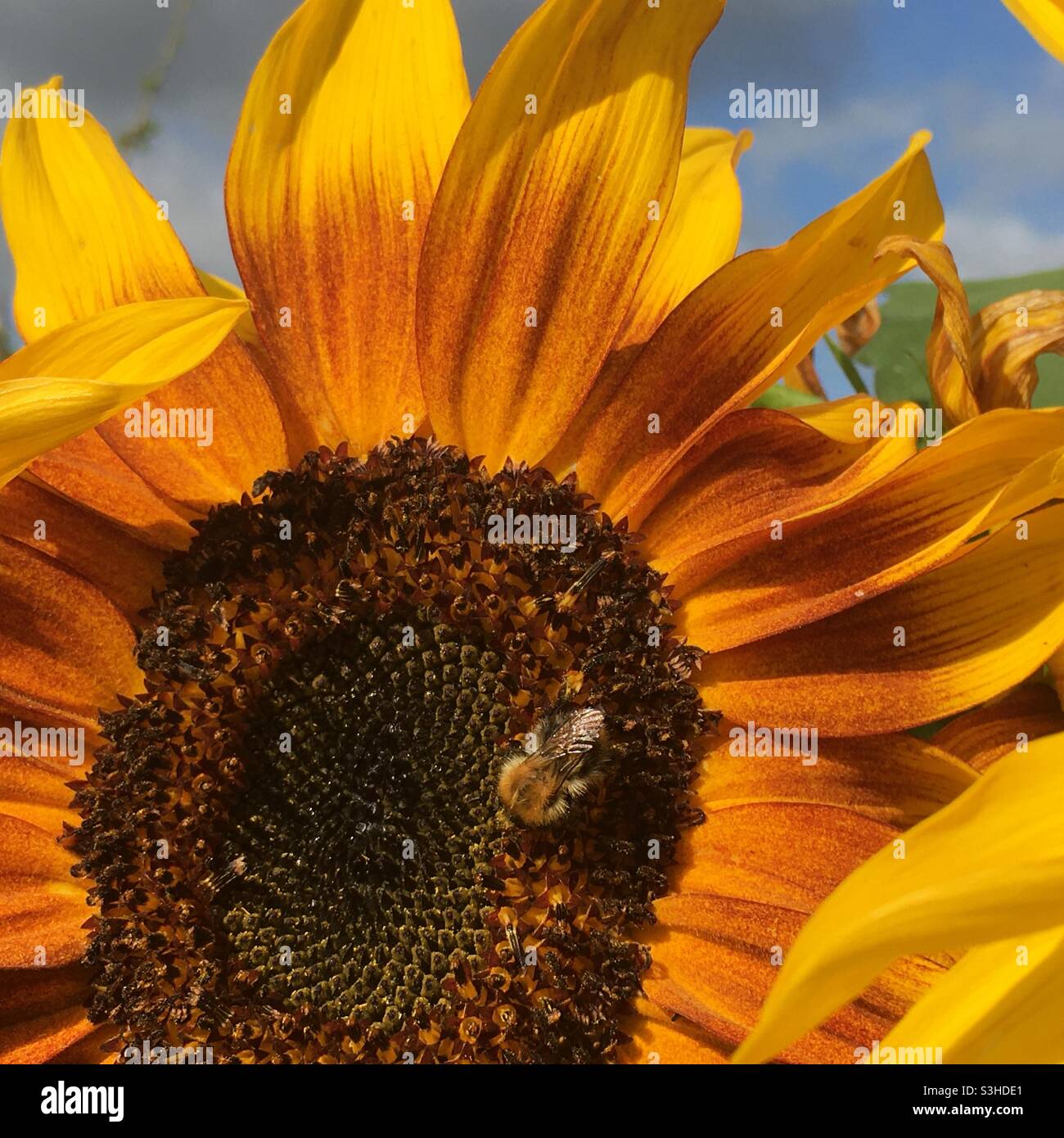 Sunflowers, bee, sunny day - Smartphone Captured Stock Image
