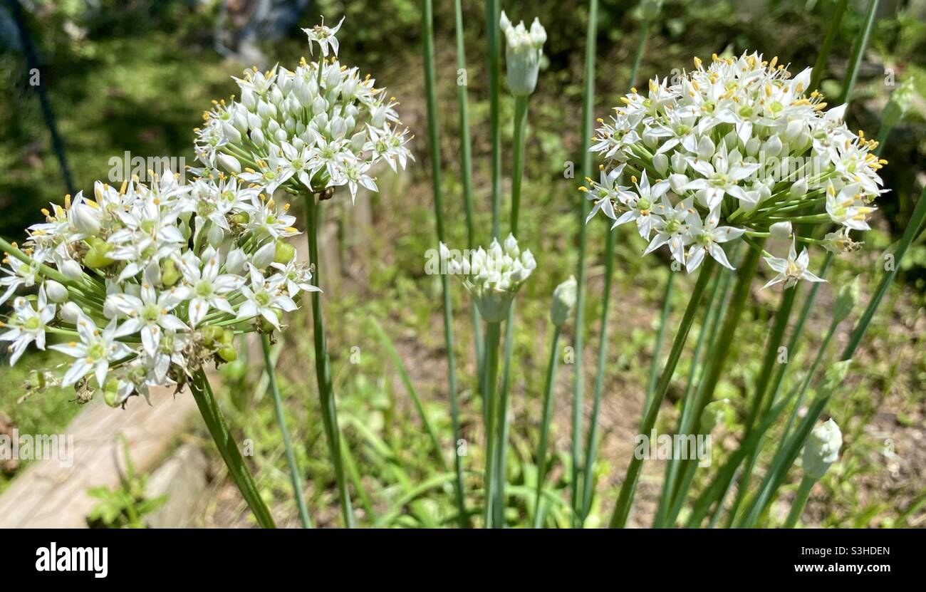 Garlic Chive Blooms Stock Photo Alamy