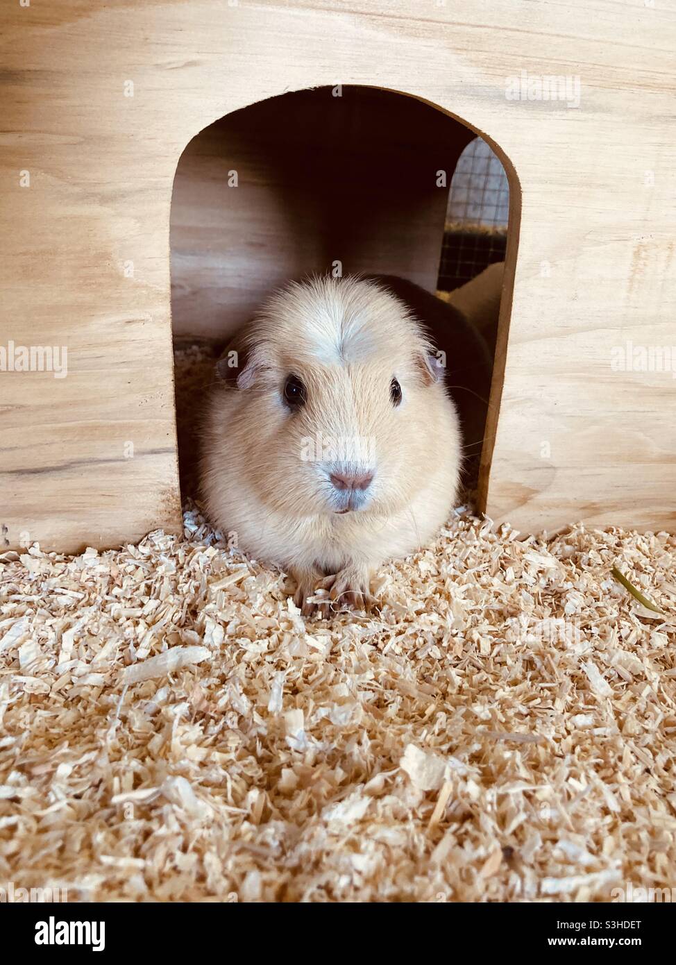 edible guinea pig house