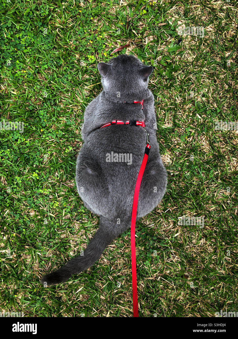 Cat on a leash seen from above, on the grass Stock Photo