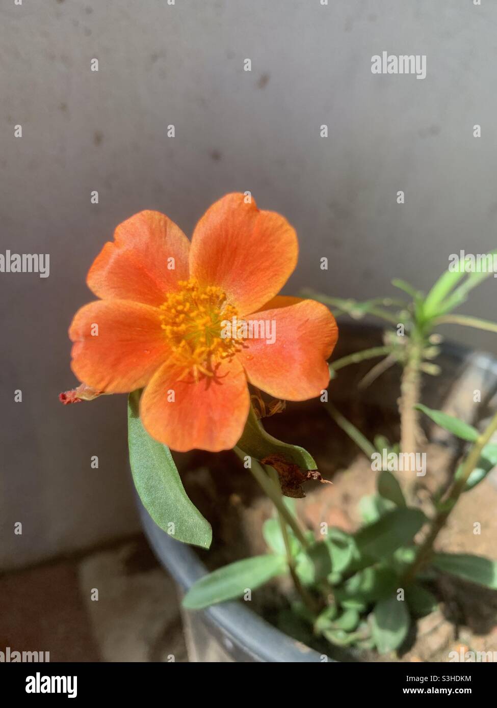A Vibrant Orange 10 O Clock Flower Bloom In The Sun Stock Photo Alamy A Vibrant Orange 10 O Clock Flower Bloom In The Sun Stock Photo Alamy