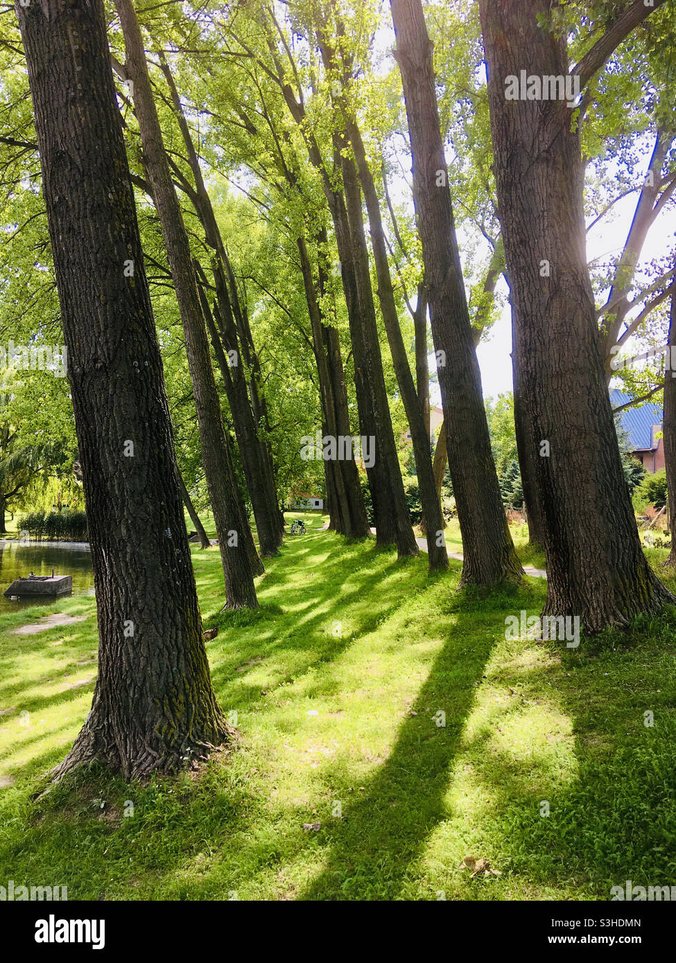 Poplar Populus trees growing on lakeside, Sopron, Hungary Stock Photo