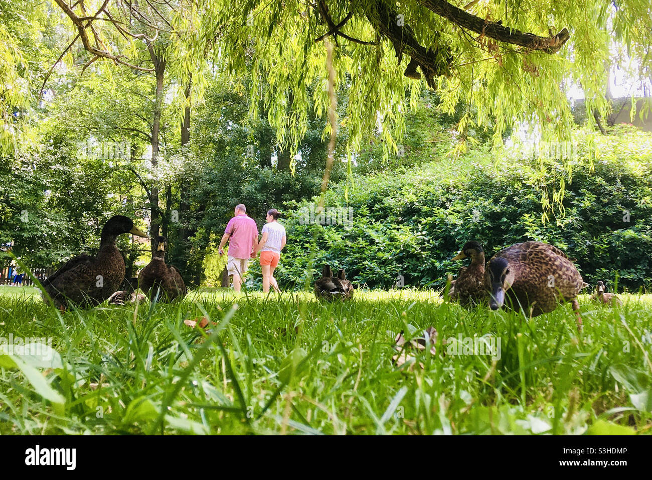 Couple walking in park with mallard ducks low angle view - Smartphone Captured Stock Image