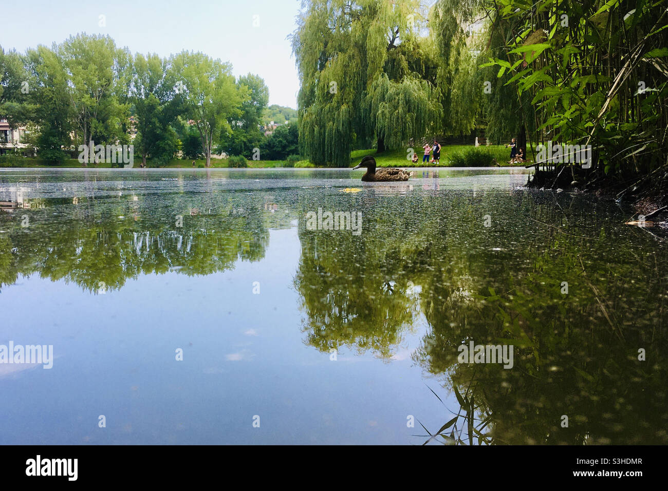 Small lake with people fishing and mallard duck swimming - Smartphone Captured Stock Image