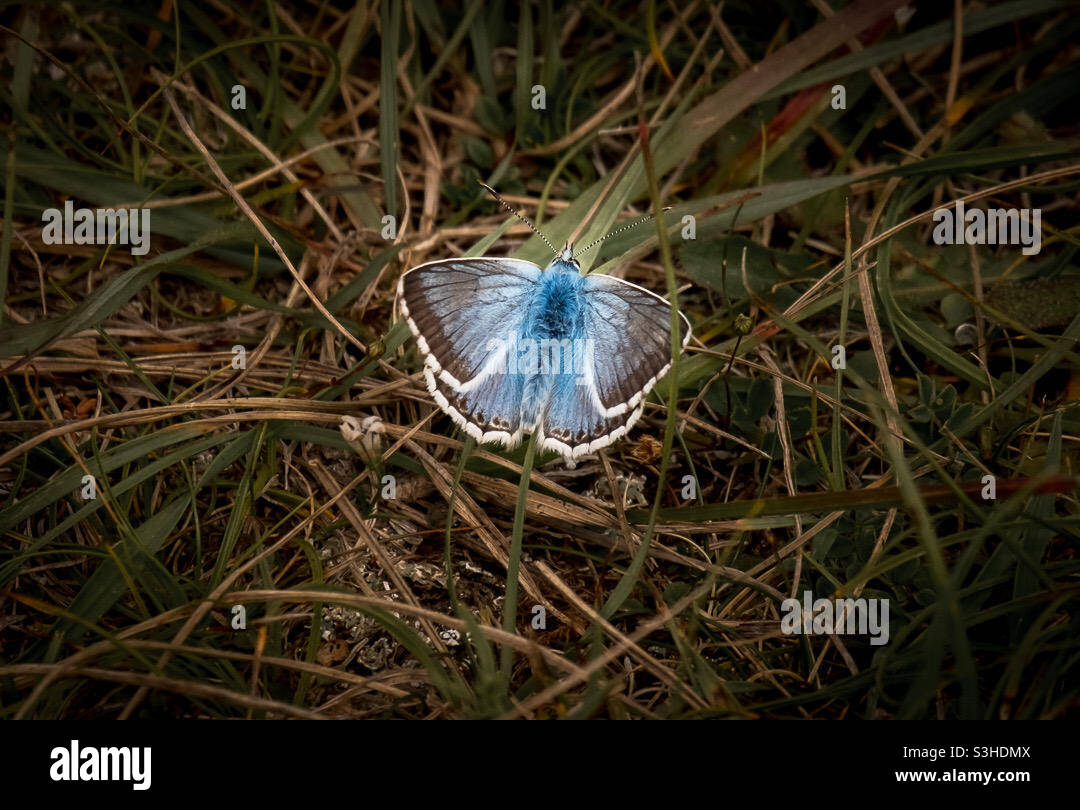 Chalk Hill Blue butterfly Stock Photo