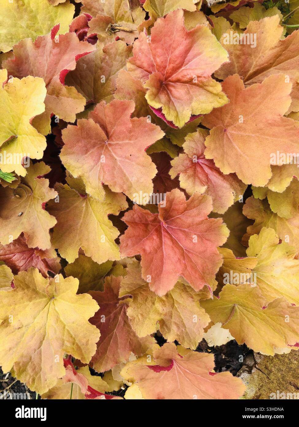 Leaves changing to autumn colours - Smartphone Captured Stock Image