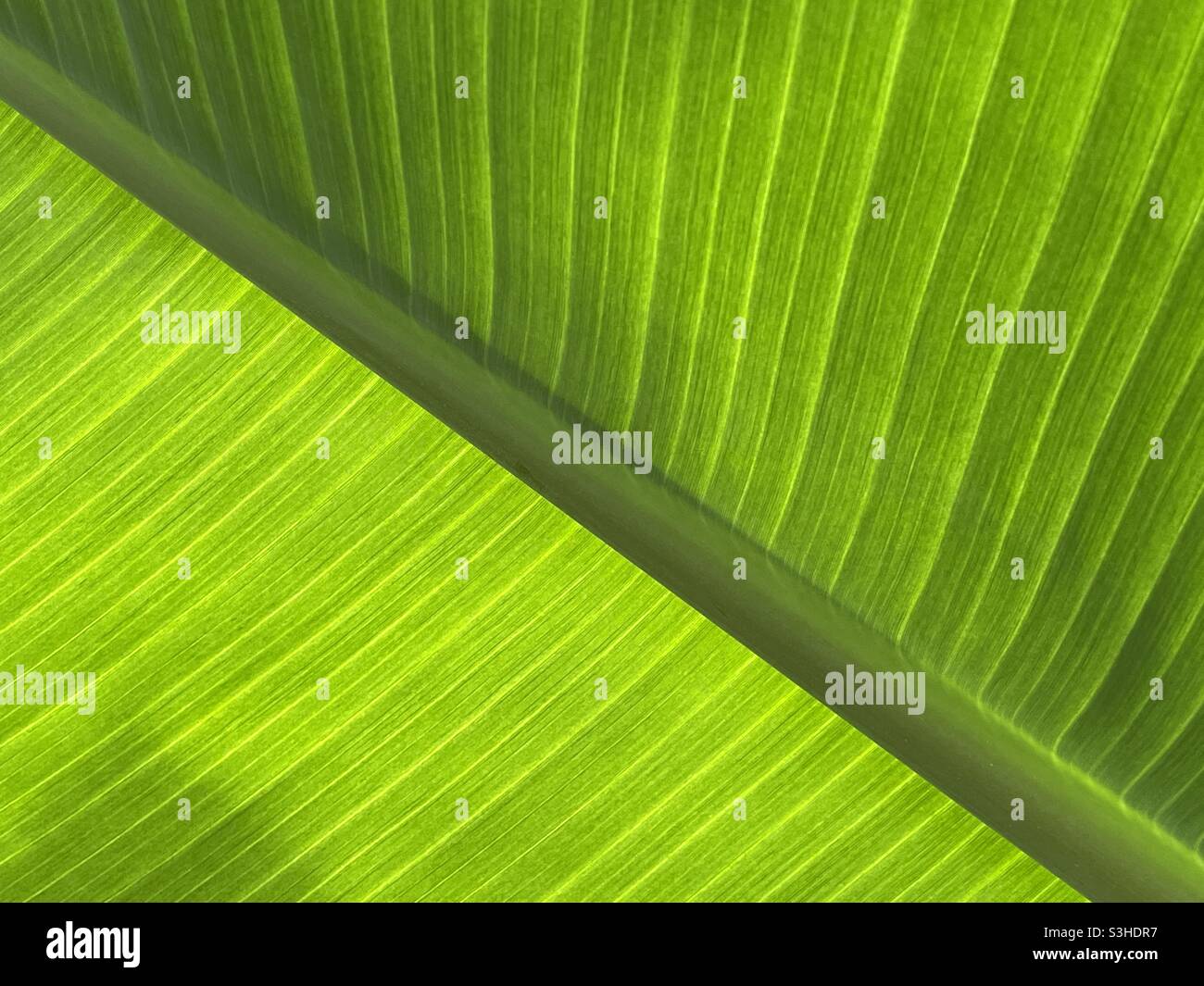 Closeup view of a large leaf backlit by sunlight Stock Photo