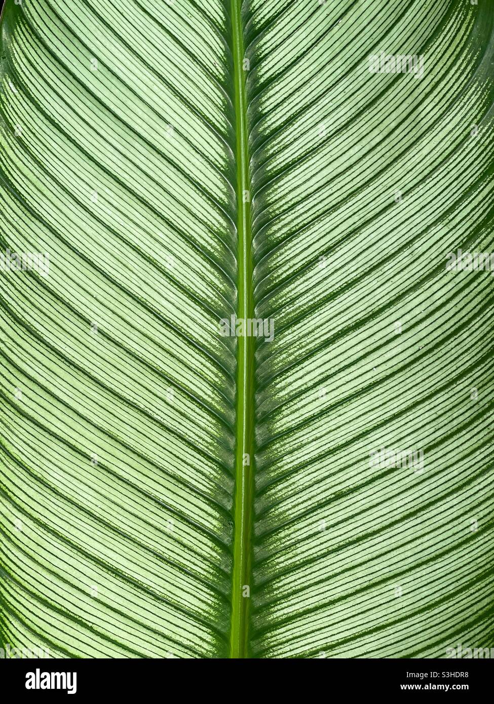 Closeup view of the veins on a large leaf Stock Photo