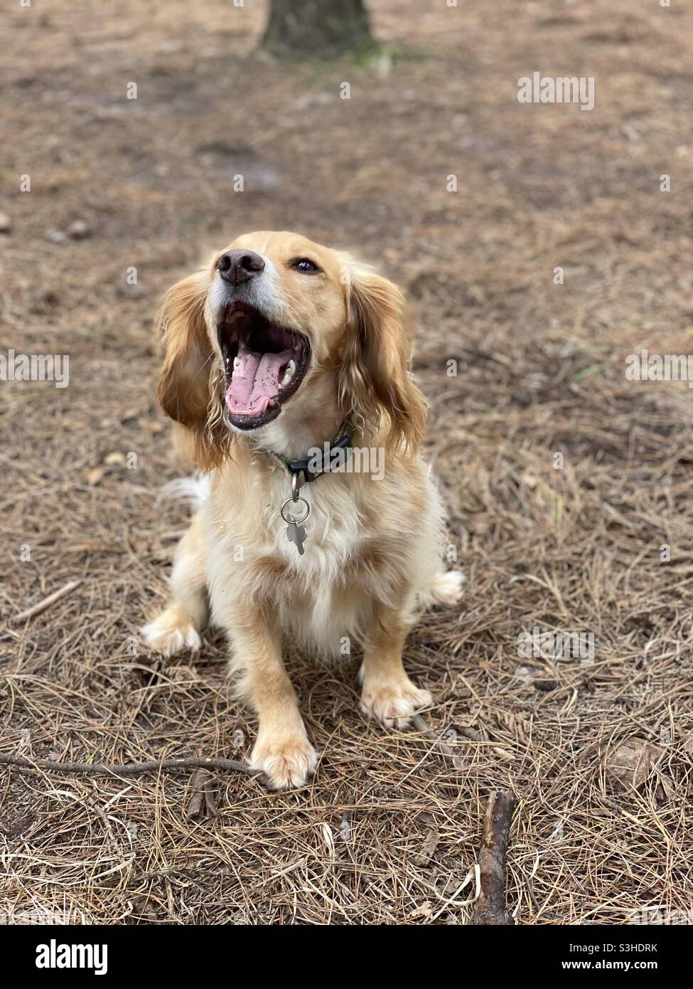 Working cocker spaniel Stock Photo Alamy