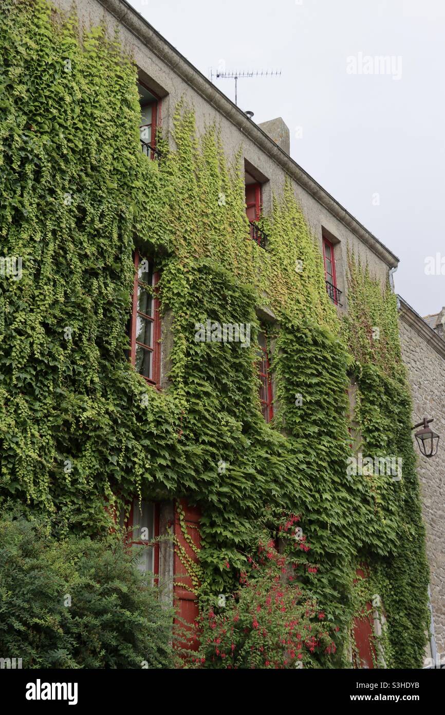 house covered with climbing ivy - Smartphone Captured Stock Image