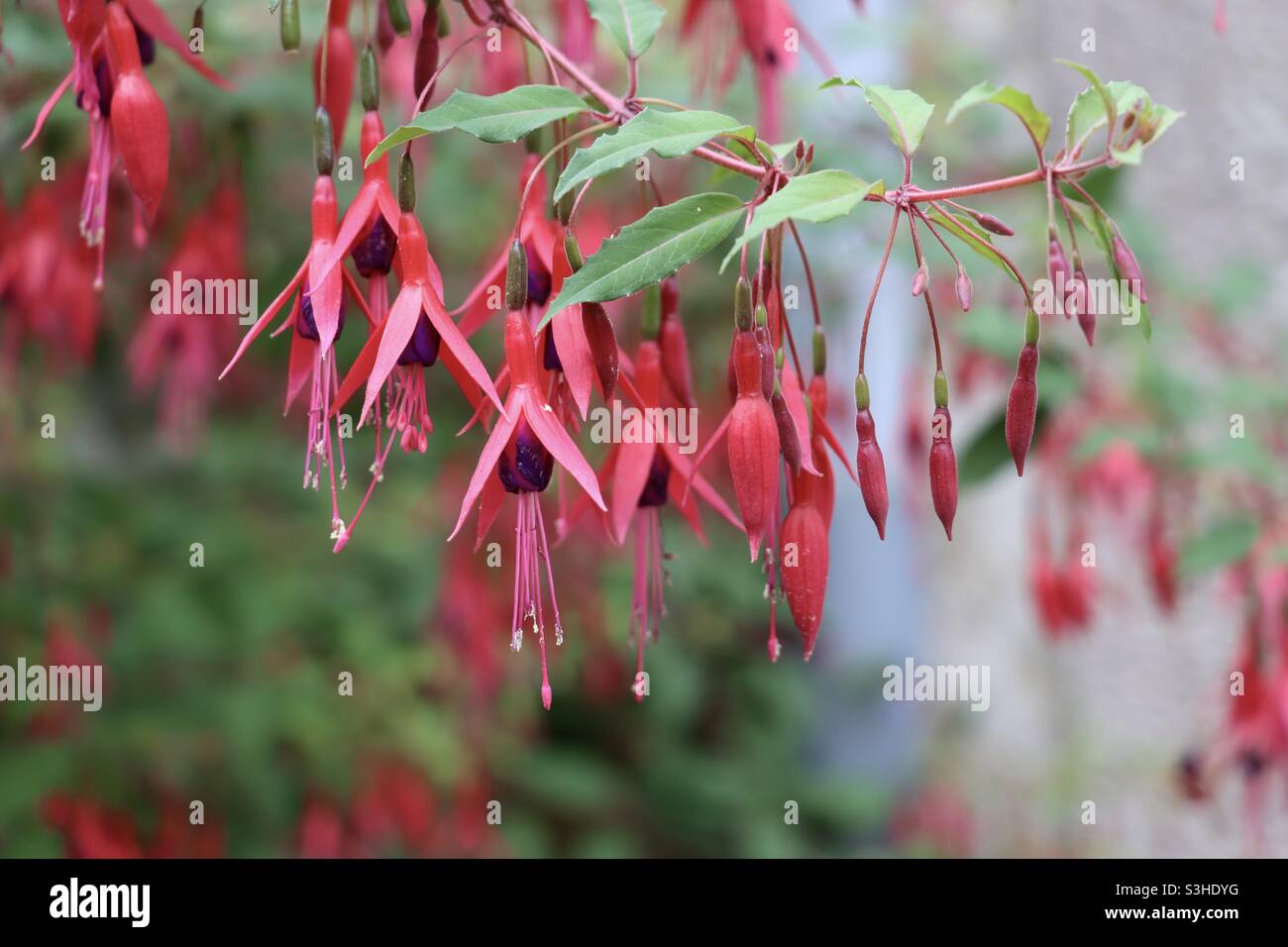 Fuchsias flowers in macro photography - Smartphone Captured Stock Image