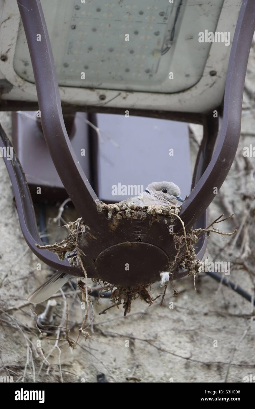 Turtledove in its nest inside an old lantern - Smartphone Captured Stock Image