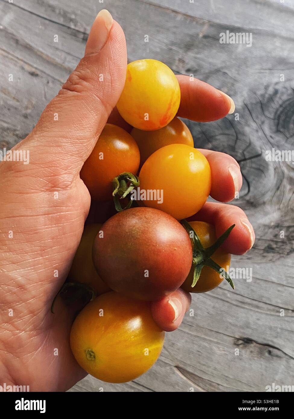 Handful of freshly picked cherry tomatoes - Smartphone Captured Stock Image