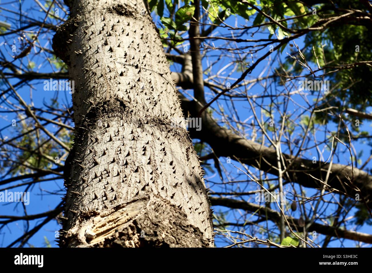 Closeup on the trunk of the Ceiba Speciosa tree Stock Photo