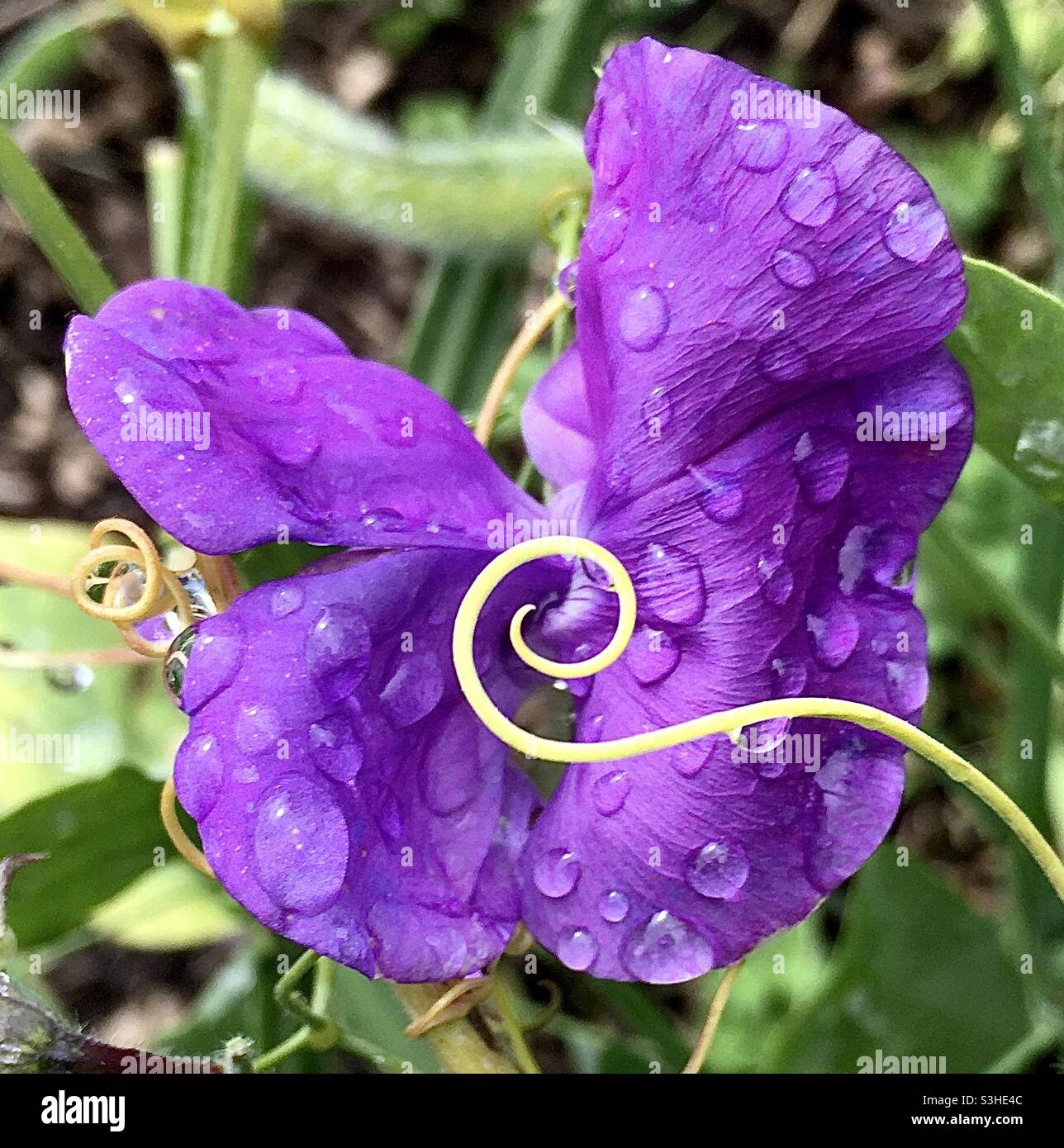 Sweet pea, flower, raindrops, spiral, fun, - Smartphone Captured Stock Image