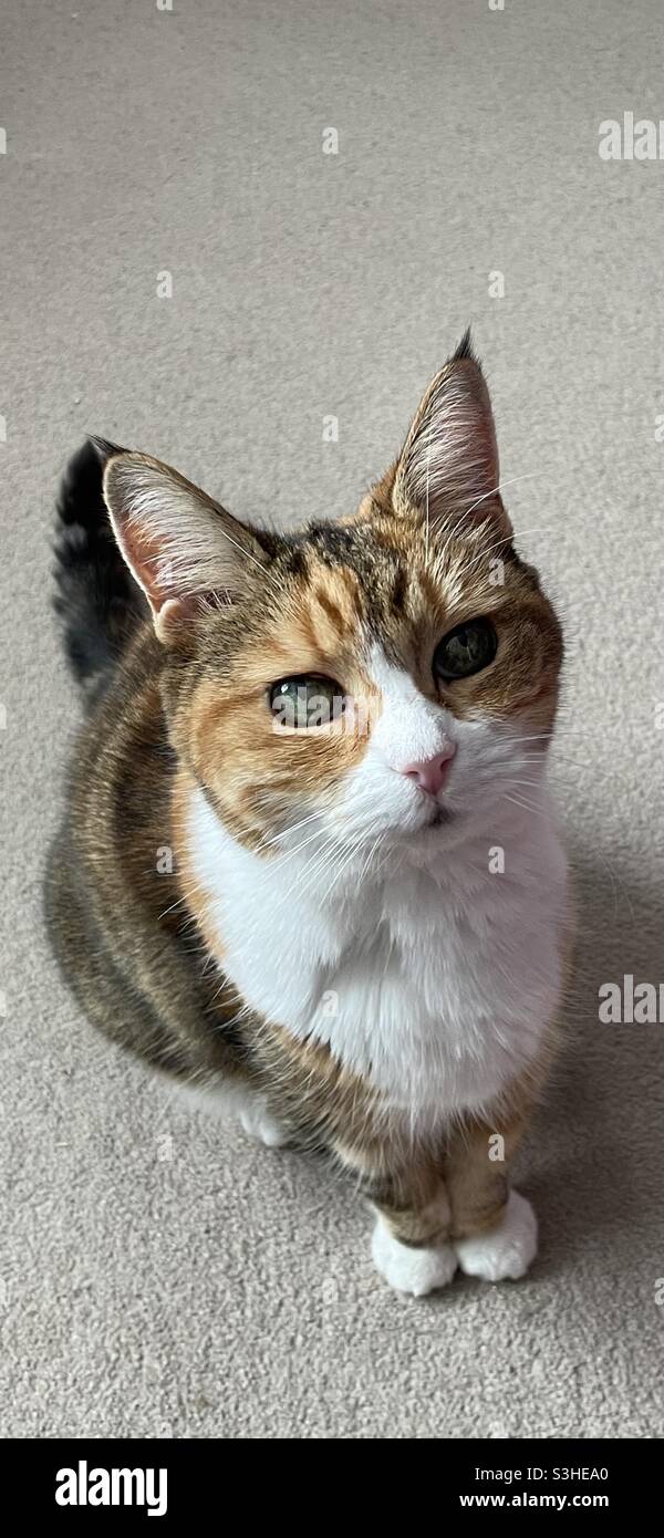 Best cat ever Stock Photo Alamy