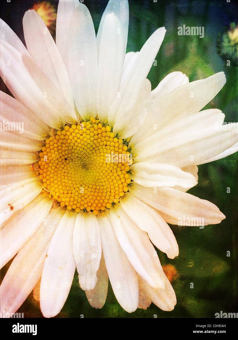 Large white daisy with yellow centre Stock Photo Alamy