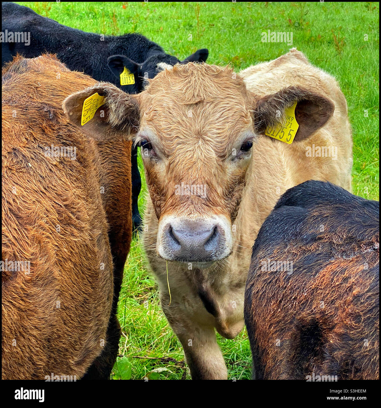 “Here’s looking at you!” Portrait of a brown cow staring directly at the viewer. Farming, food and dairy production. Photo Credit - ©️ COLIN HOSKINS. - Smartphone Captured Stock Image
