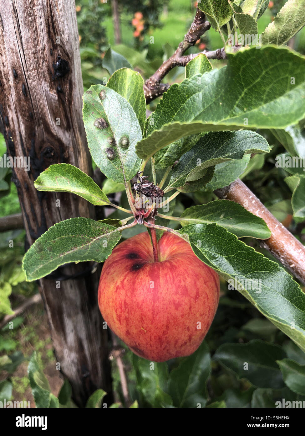Gala apple with leaf and apple scab, Gloucestershire, United Kingdom - Smartphone Captured Stock Image
