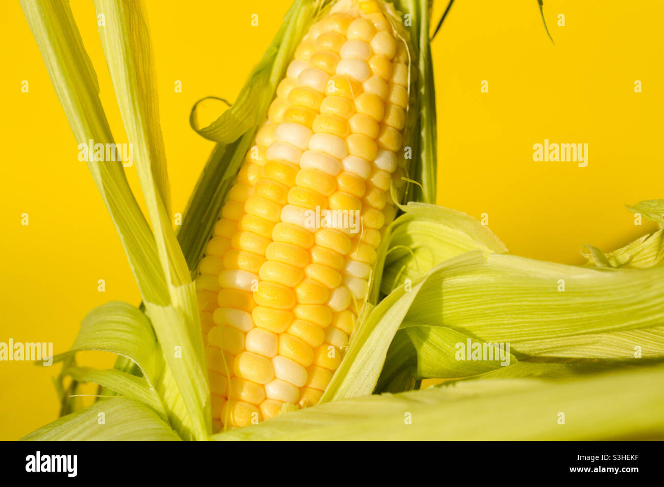 The corn harvest season corn Stock Photo Alamy