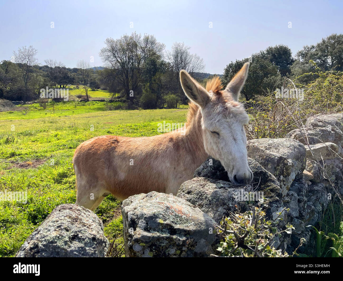 Donkey in a pen. - Smartphone Captured Stock Image