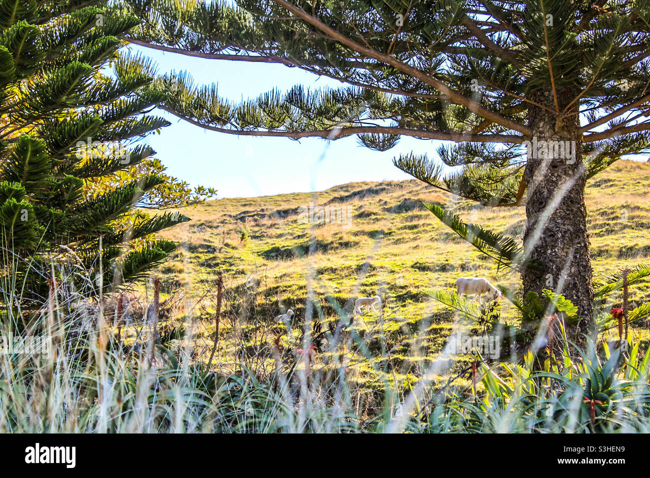 Mangakuri hi res stock photography and images Alamy