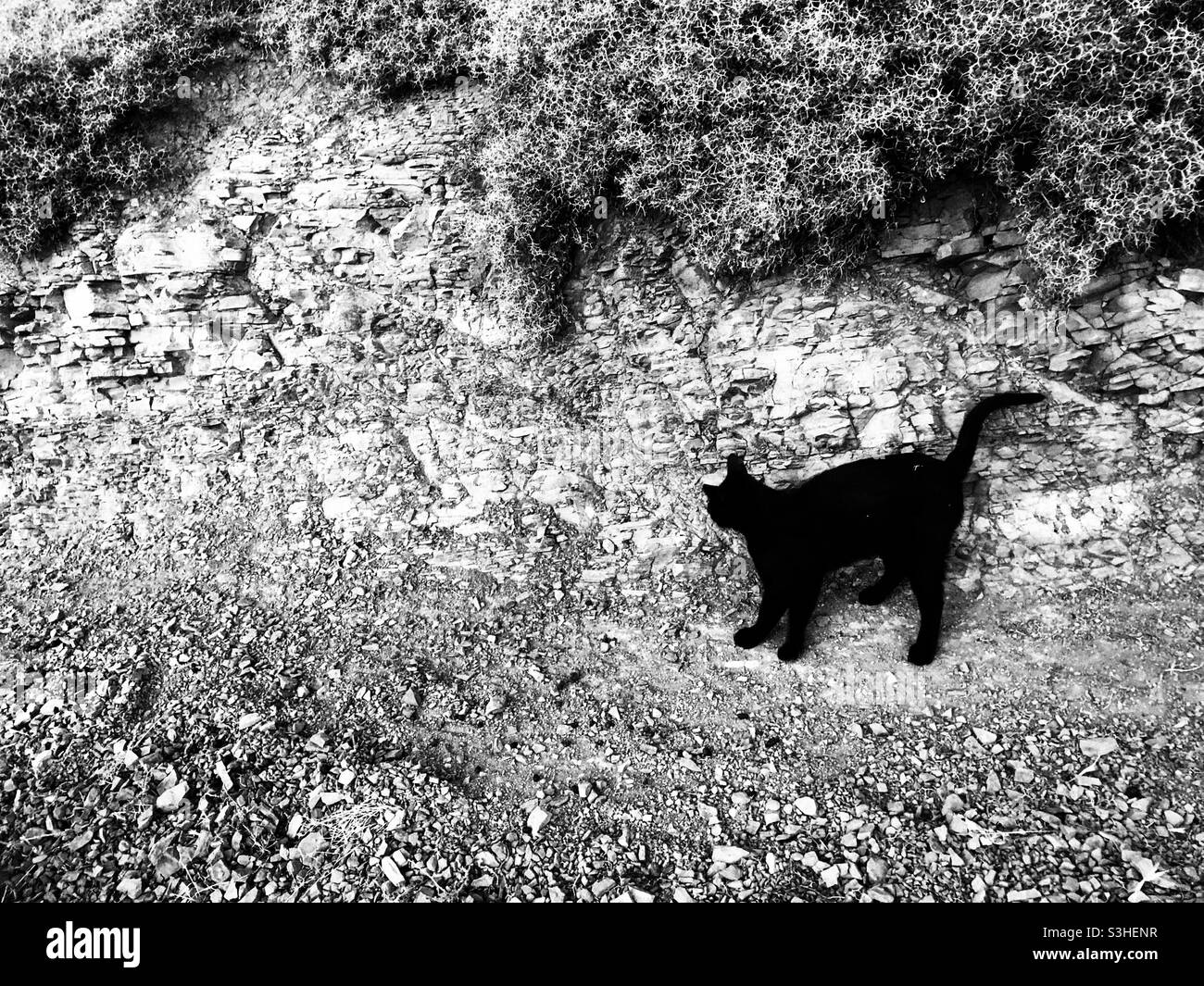 Black cat by rocks Stock Photo
