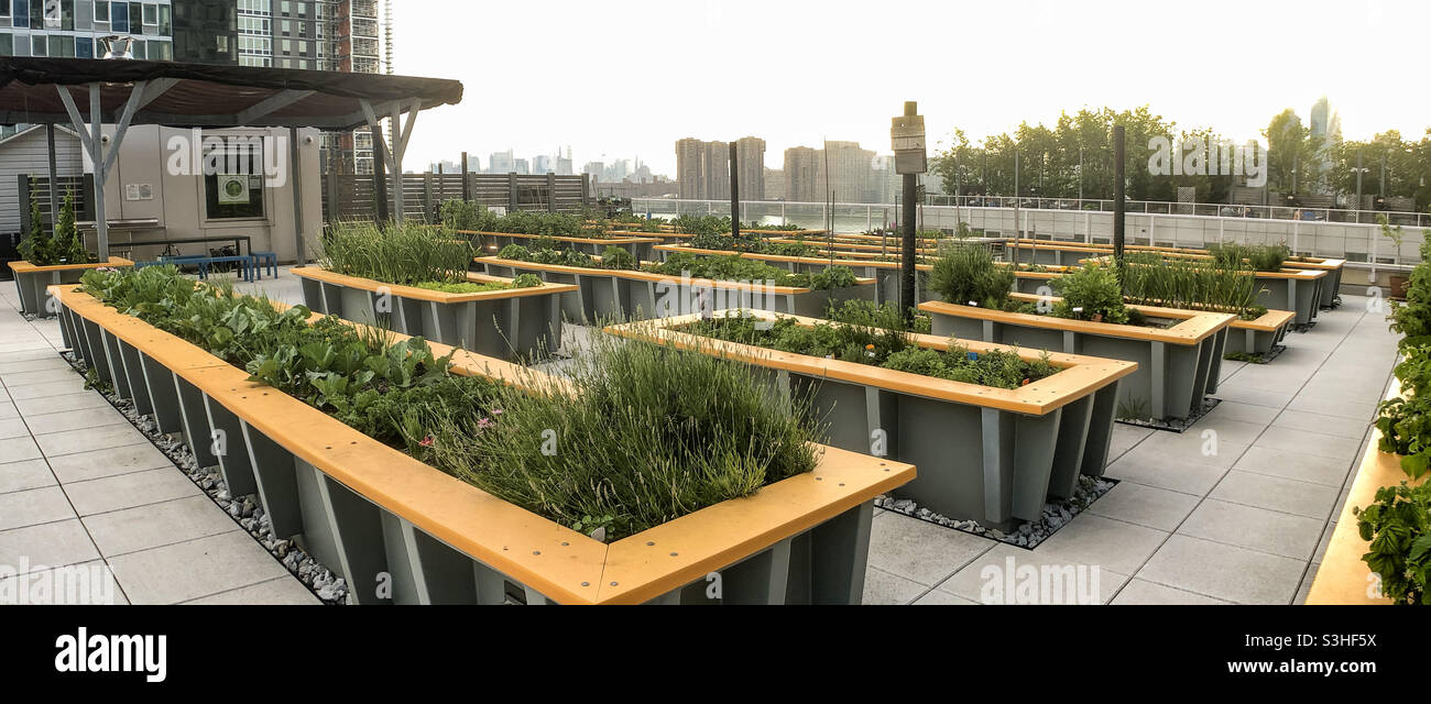 Raised beds of vegetables Green rooftop vegetable garden on the terrace of a high rise building in Long Island City, Queens Stock Photo